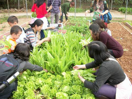 菜博士深圳種菜公司