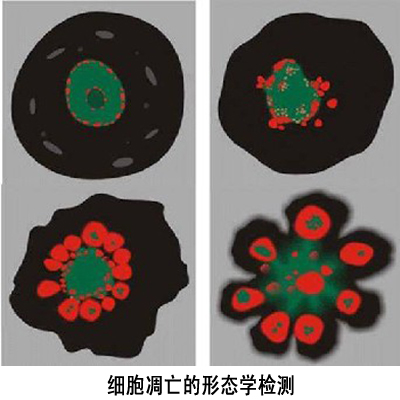 細胞凋亡的形態學檢測