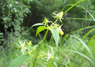 花錨