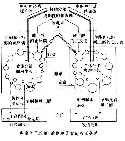 性周期