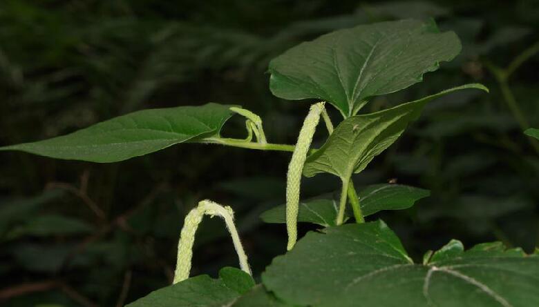 蜥尾草