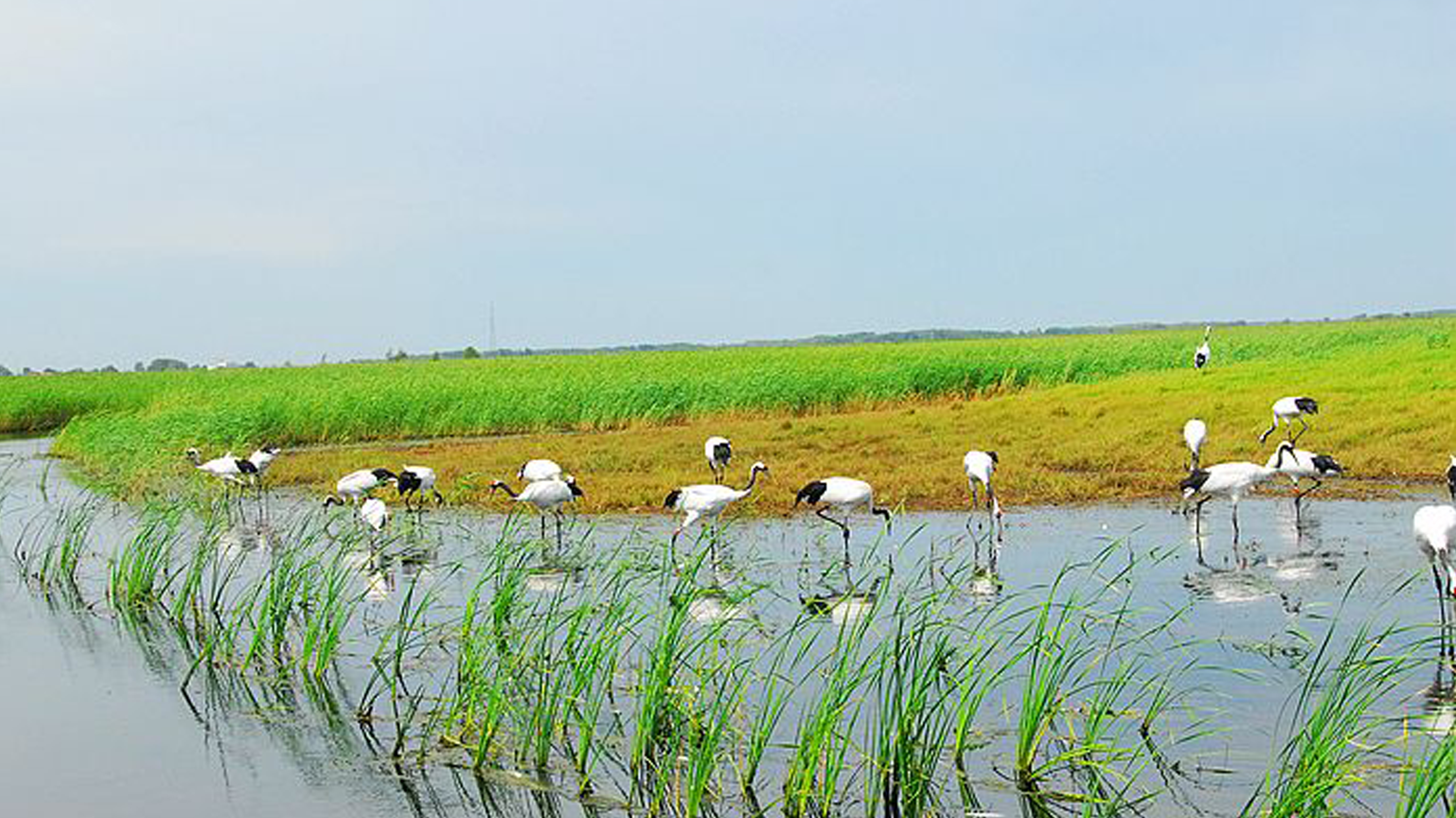 雁窩島城址