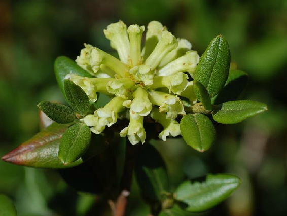 小葉枇杷(中藥（杜鵑花科植物烈香杜鵑）)