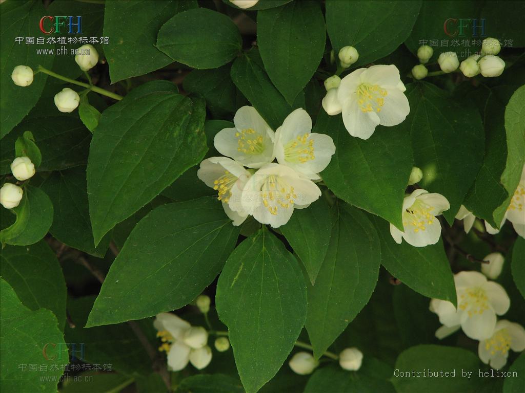 山梅花屬