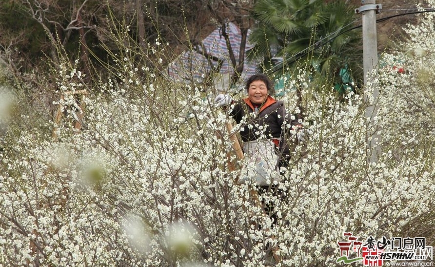 歙縣上豐鄉農民採收綠梅花