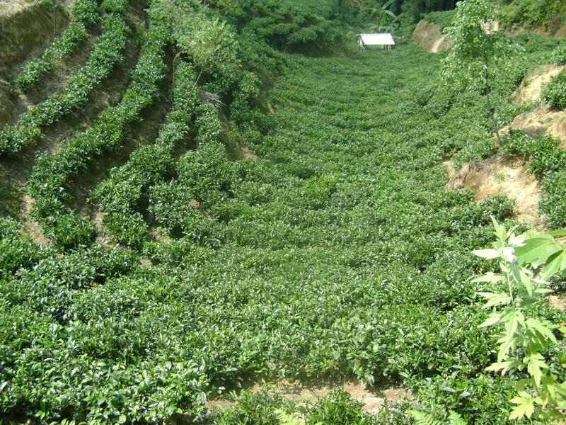 茶葉和茶園