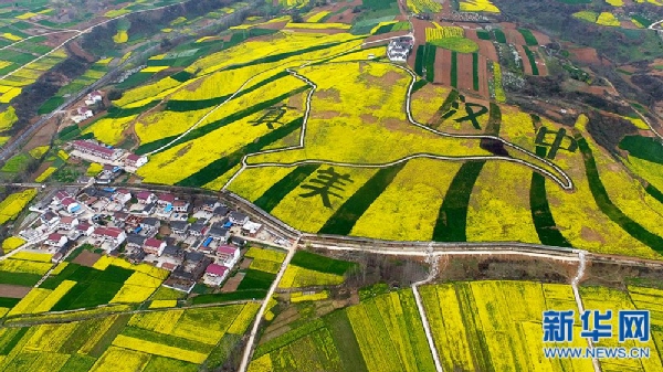 漢中油菜花