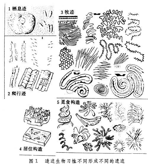 生物沉積學