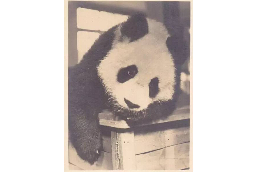 明(1937年前後出生的大熊貓)