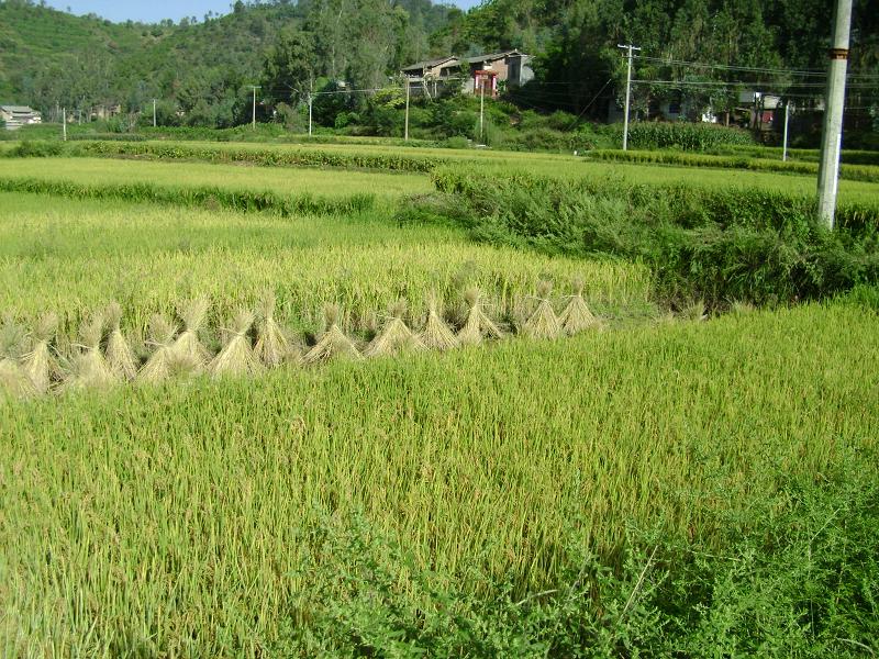 種植業