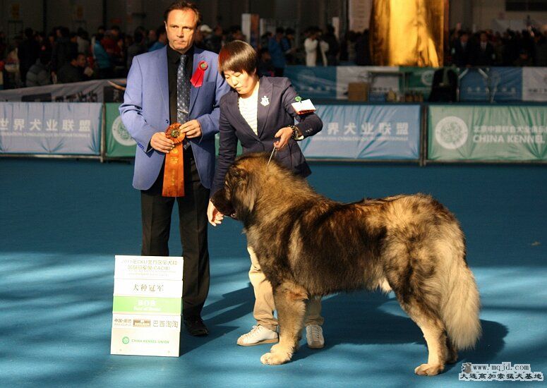 高加索犬