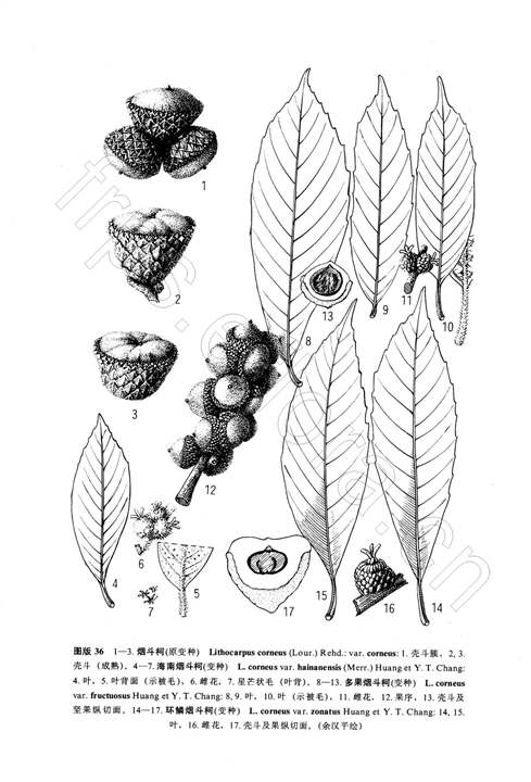 多果菸斗柯