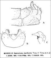 棒突短柄大蚊