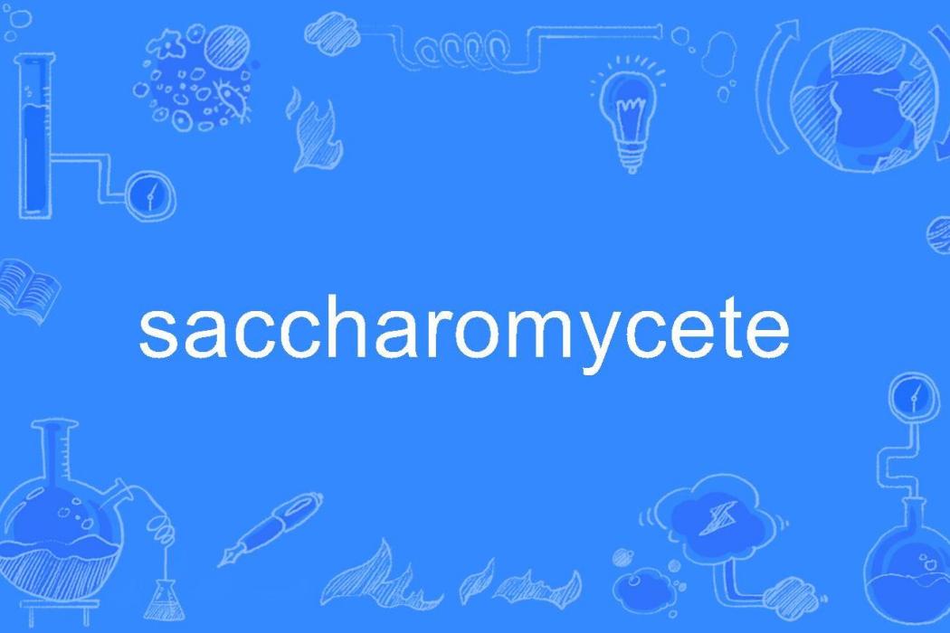 saccharomycete