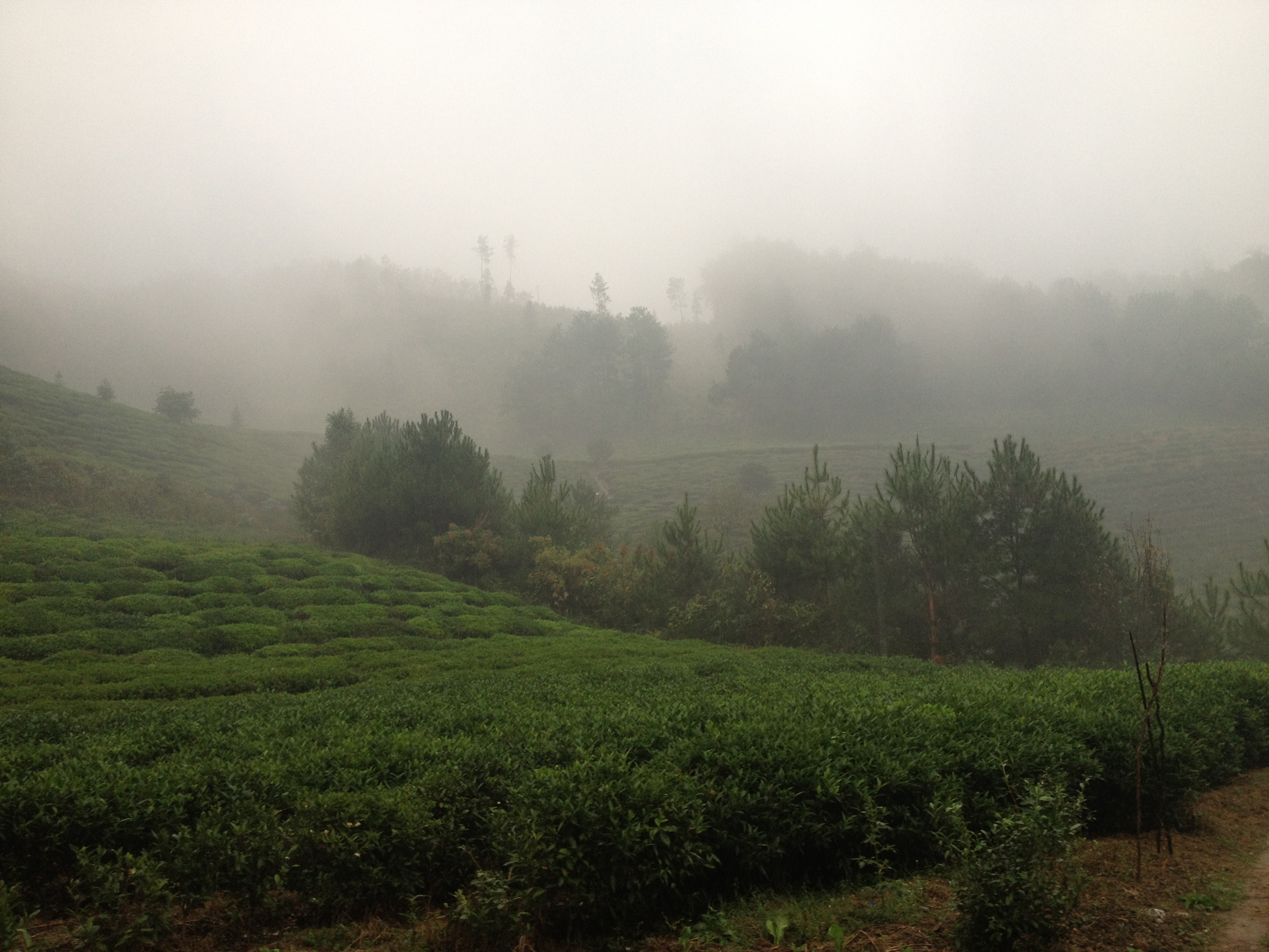 渠江皇家茶園