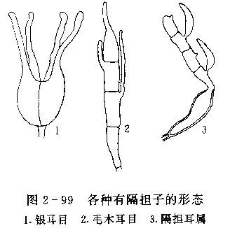 隔擔菌目