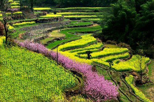 桐廬山花節