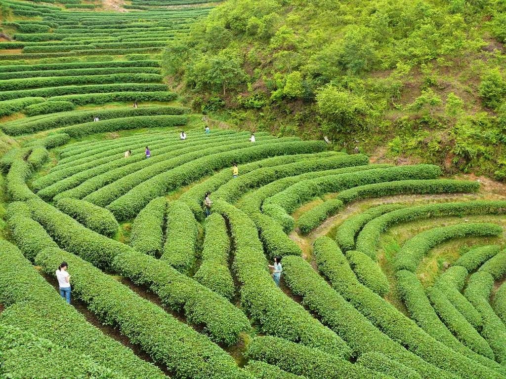 玲瓏茶園