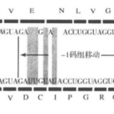 RNA編輯