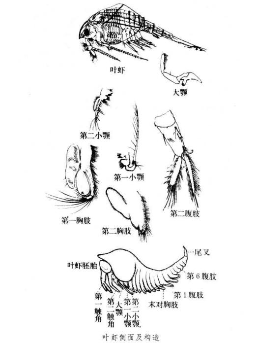 葉蝦亞綱