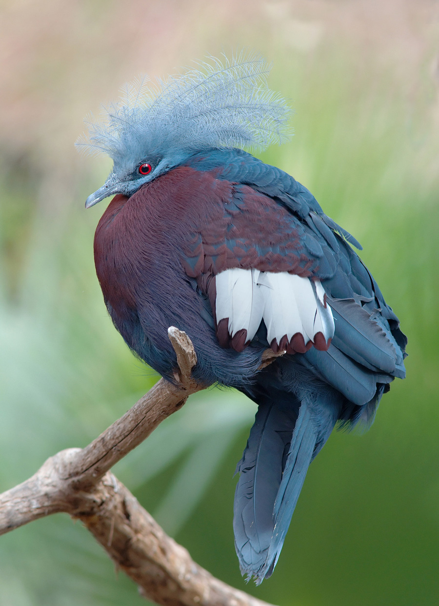 紫胸鳳冠鳩