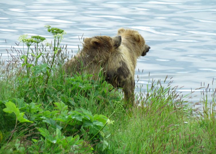 阿福格納克島動物