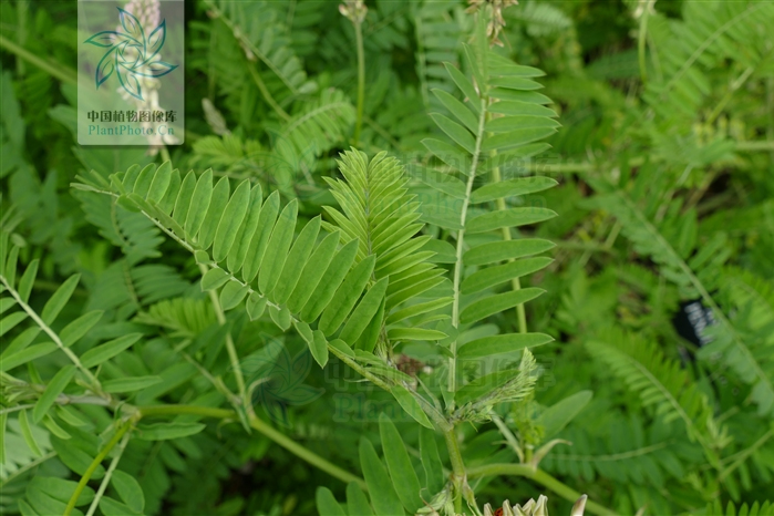 球脬黃芪霍城群體