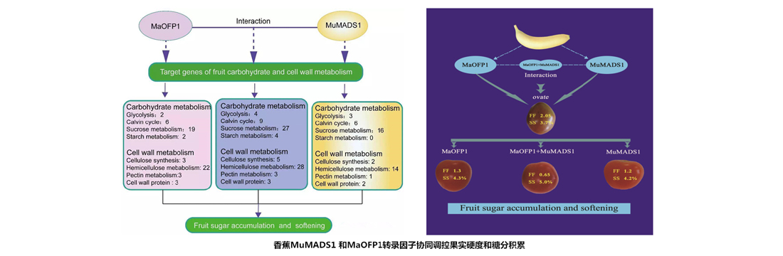 中國熱帶農業科學院熱帶生物技術研究所