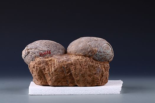 白堊紀恐龍蛋化石(茂名市博物館藏品之五)