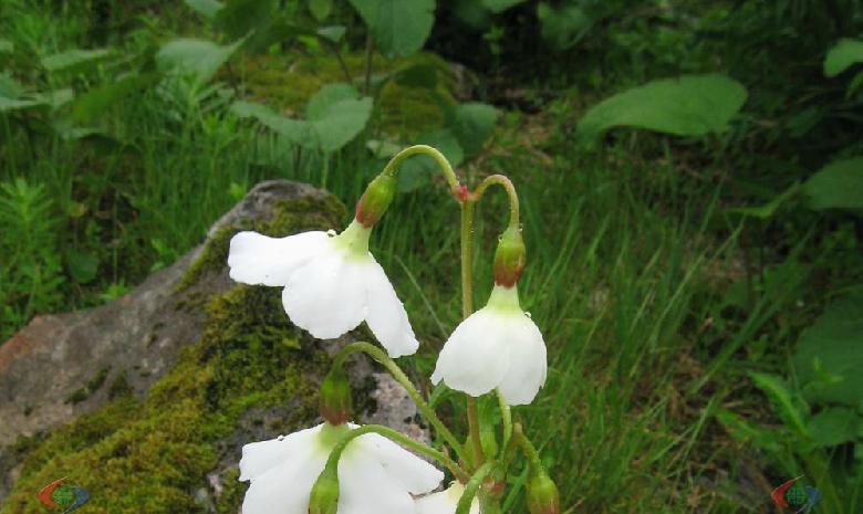 乳黃雪山報春