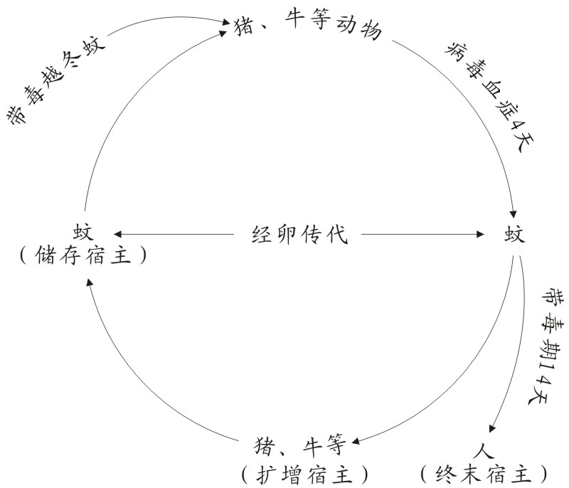 流行性乙型腦炎病毒(日本腦炎病毒)