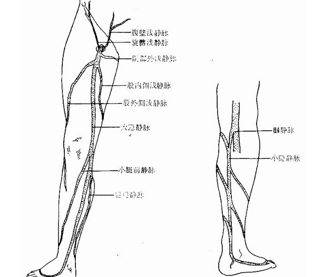 下肢靜脈