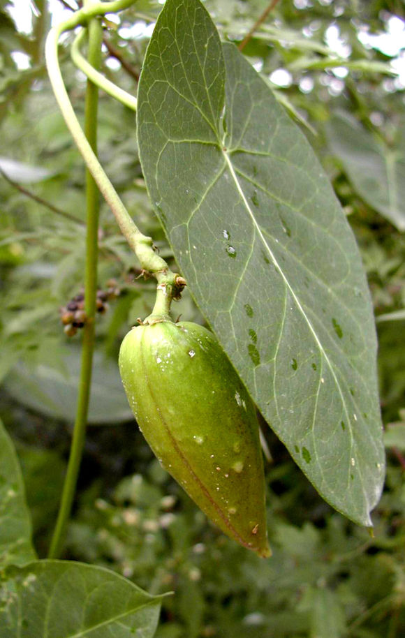 芄蘭(一種植物)