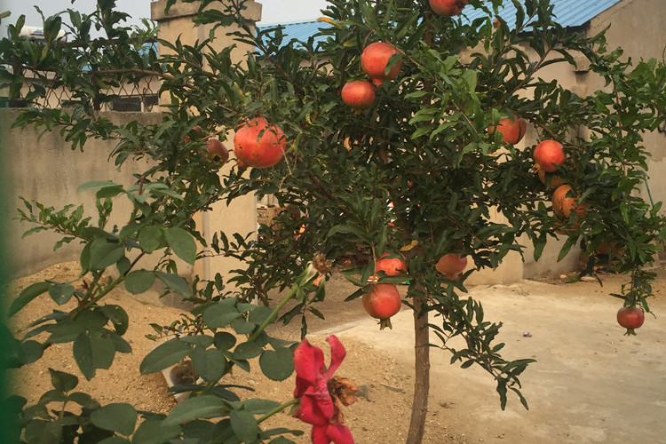 軟籽紅如意石榴