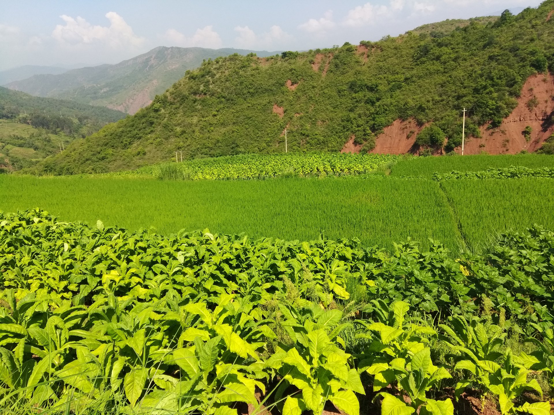 高粱地村委會