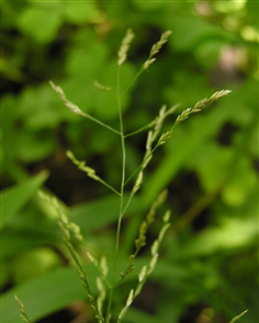 秋畫眉草