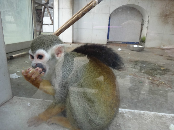 淮安動物園