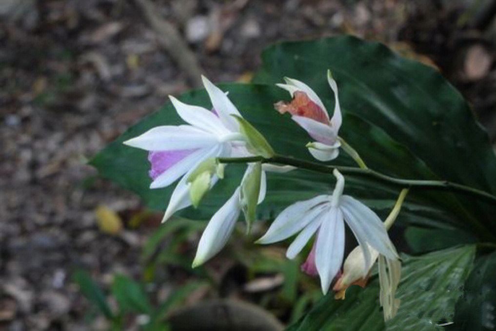 花葉鶴頂蘭