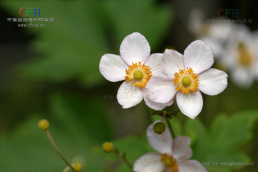 白花溪蓀