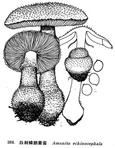 白刺鱗鵝膏菌