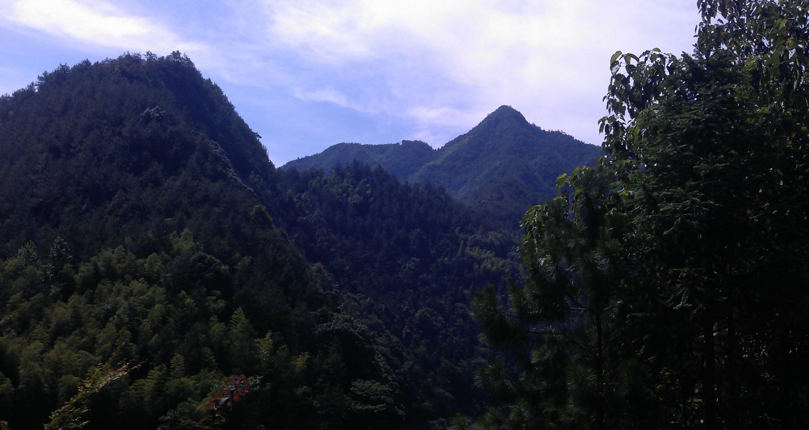 鏡架山植被