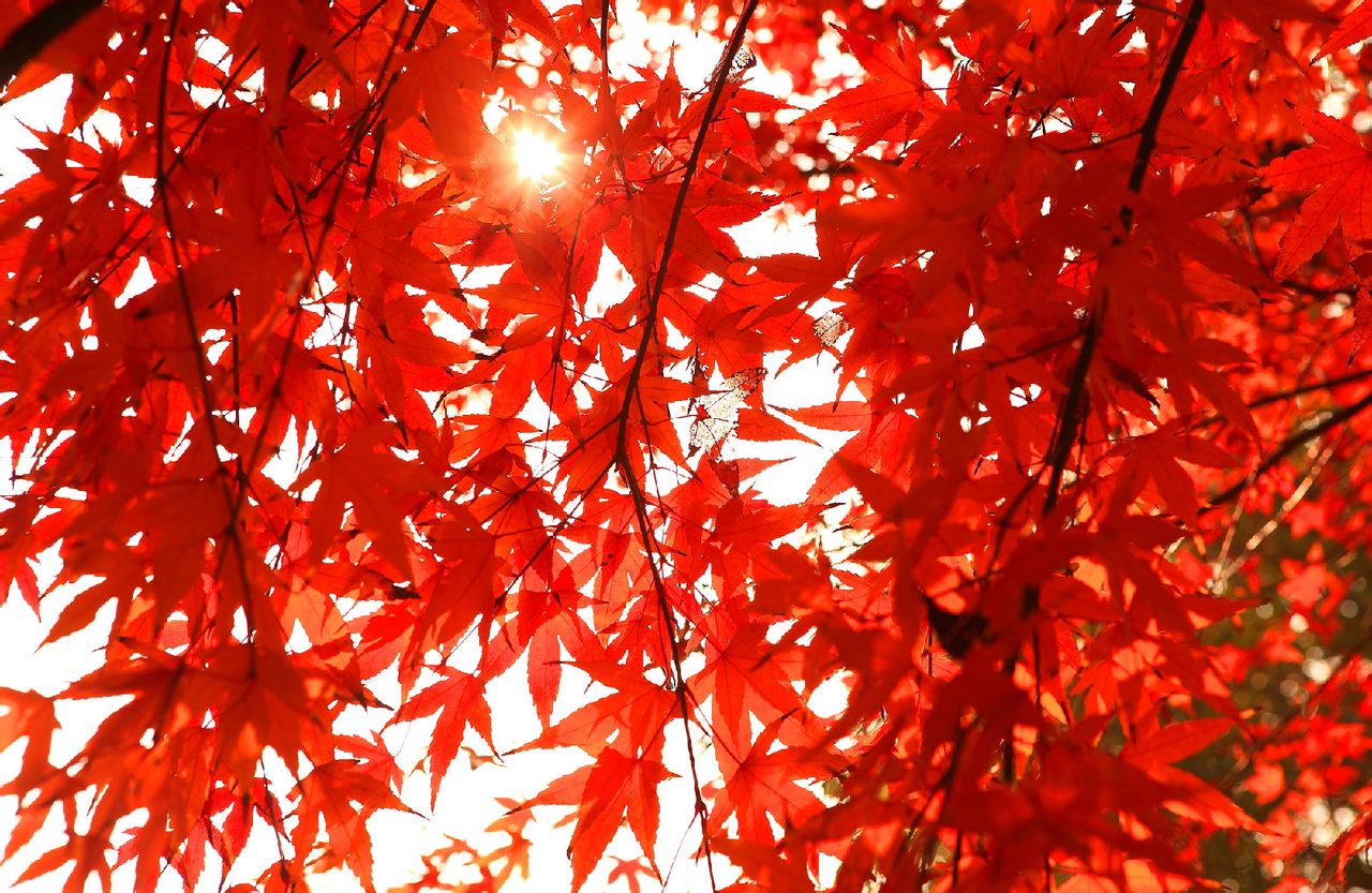 東台永豐林農業生態園