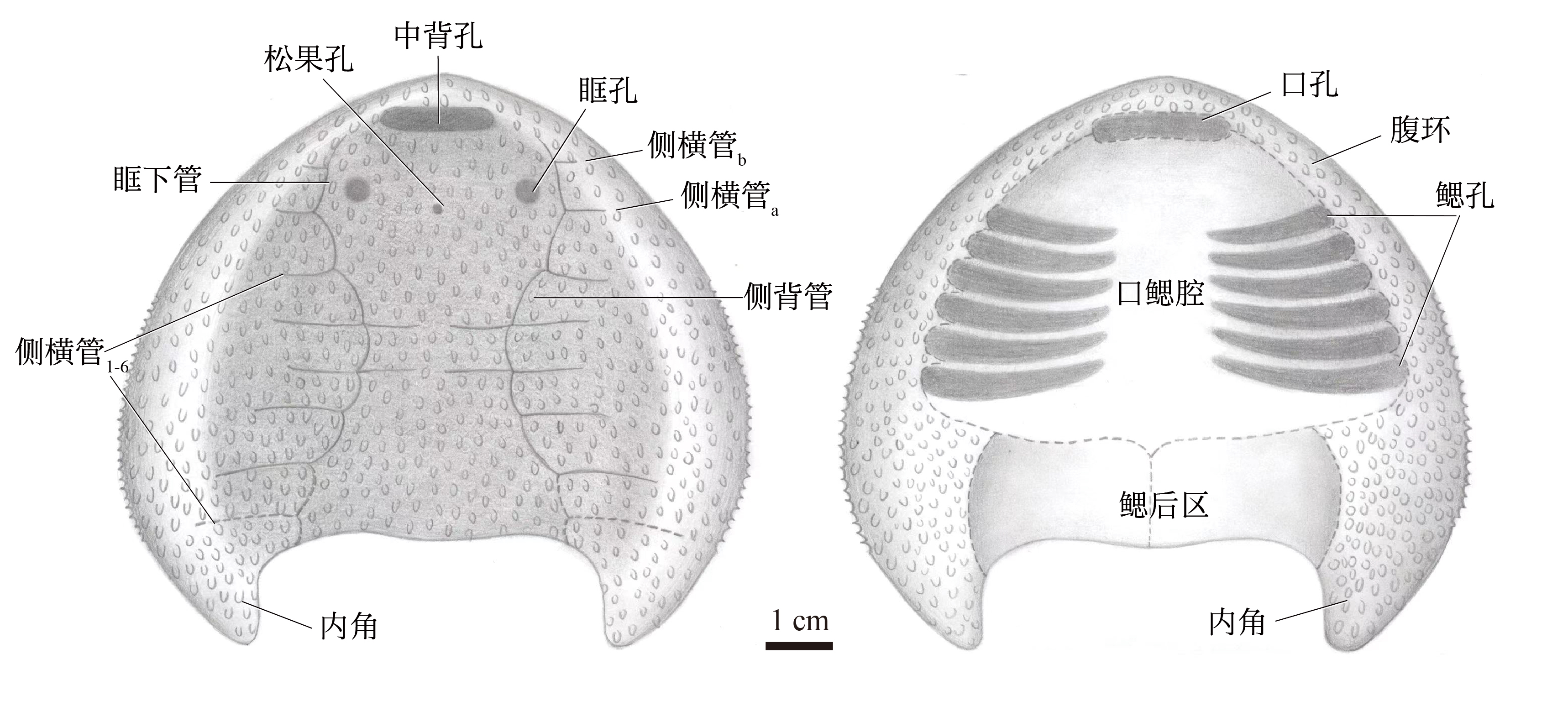 醴溪西域魚