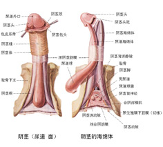 包皮過長模擬圖