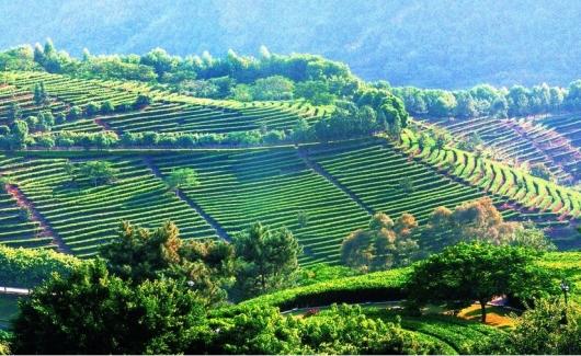 梅州市雁南飛茶田景區