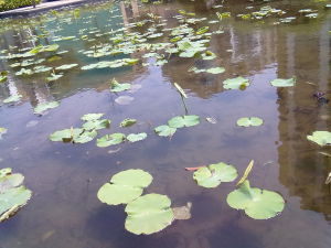 日照城市花園