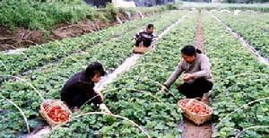 杜集鄉草莓基地