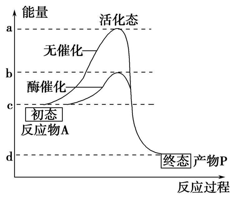 活化分子