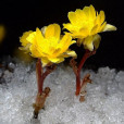 淺黃花半脊薺