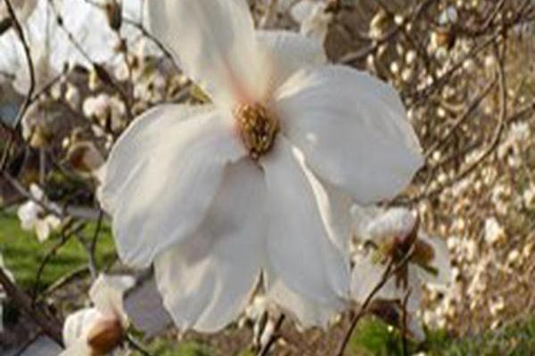 Magnolia \x27Marillyn\x27